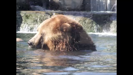 Bears Bison And Bees