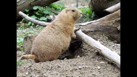 Click for Zoo Days