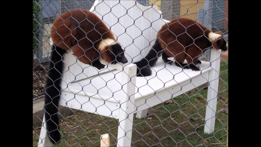 Click for Elephants Lemurs And An Echidna