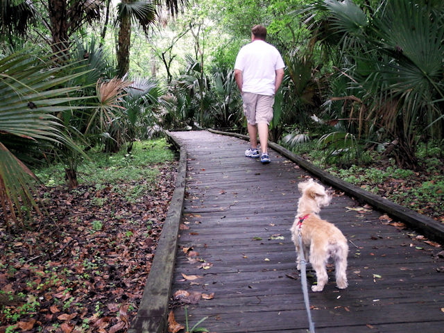 Behind the visitor center, just past the canoe and fishing rod rental, Paul has found a boardwalk into the swamp.
