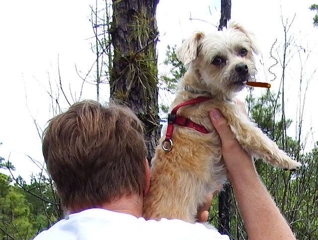 Living the life of a dog.