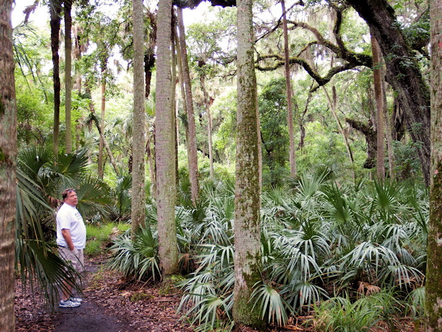 Our guide points out a huge Live Oak on the far right and Palm trees in the center.