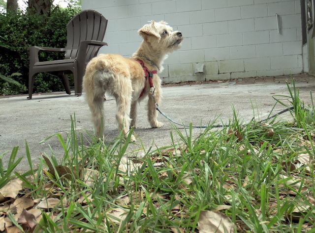 Macy loved the geckos and the abundant squirrels.
