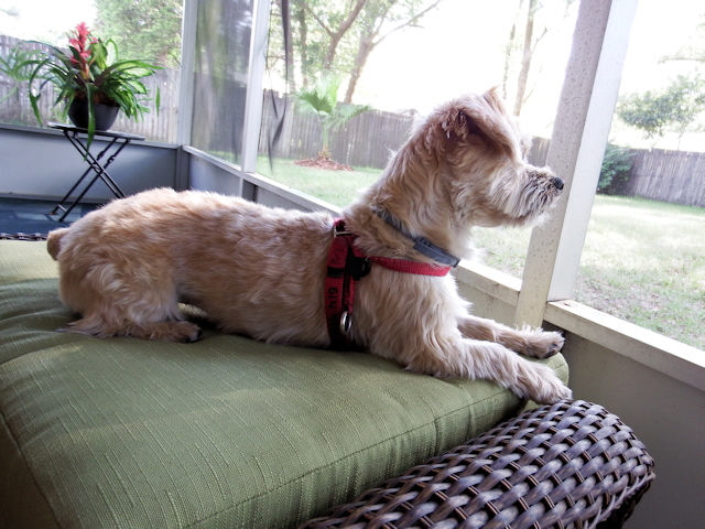 Ever vigilant. Poised for danger. Macy The Magnificent!