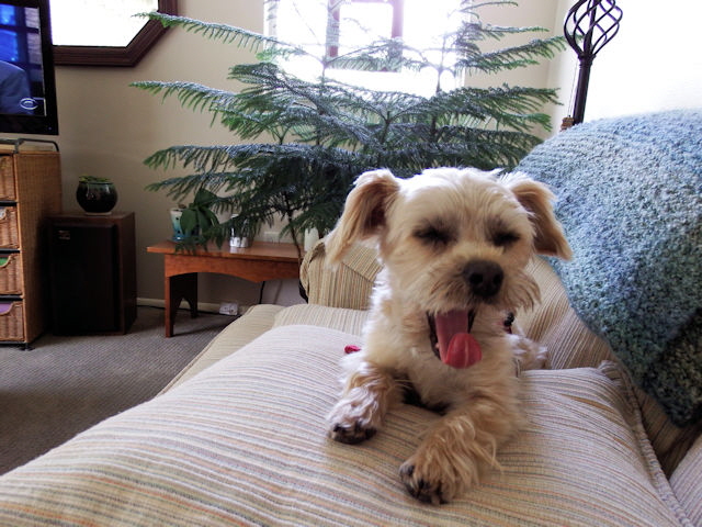 Macy is sleepy, stage two, the yawn.