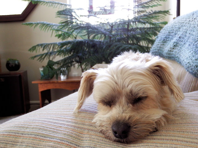 Macy is sleepy, stage three, sweet surrender.