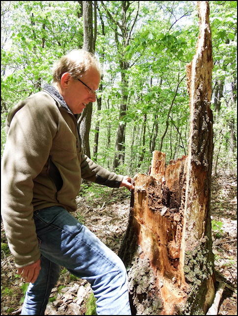 Jim finds a rotten stump.