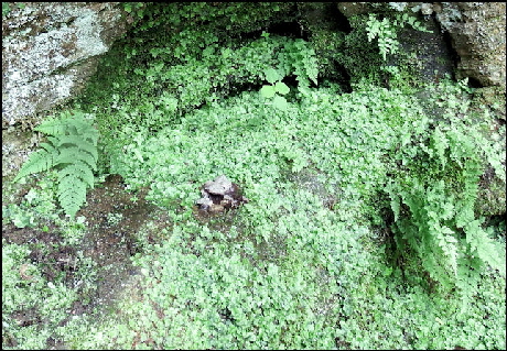 Ferns and moss and lichen oh my!