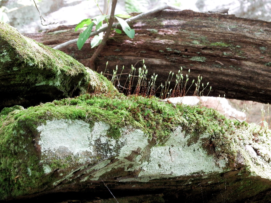Tiny flowers from the moss.