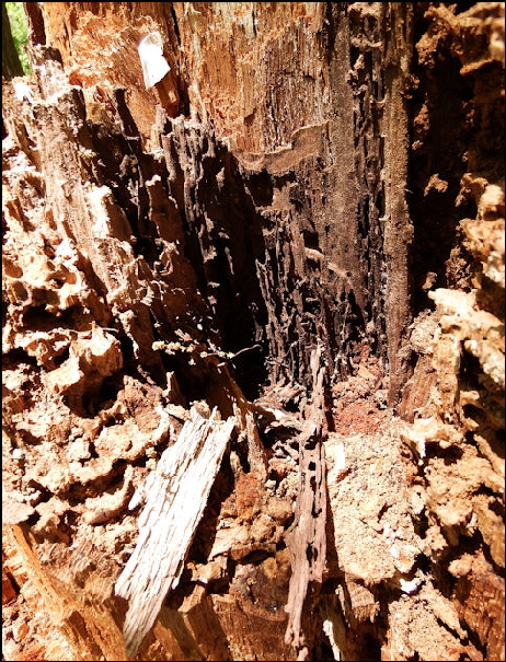 stump