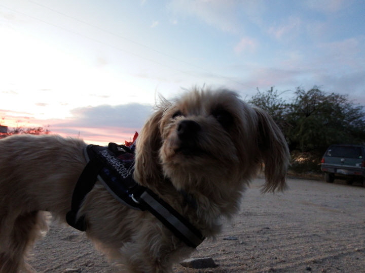 Macy - out for a walk.