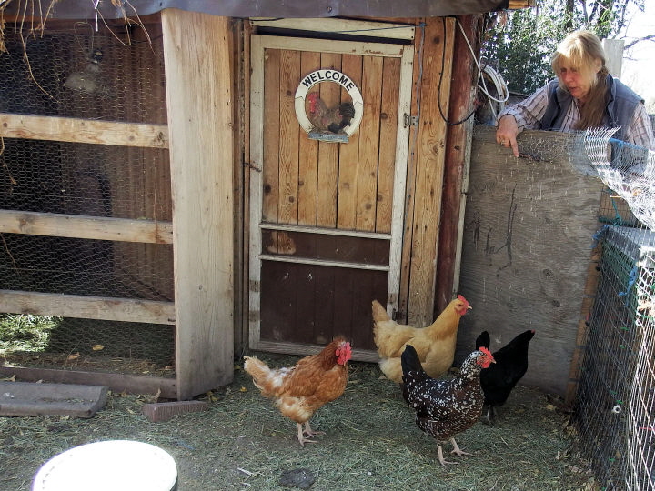 That's a healthy looking flock!