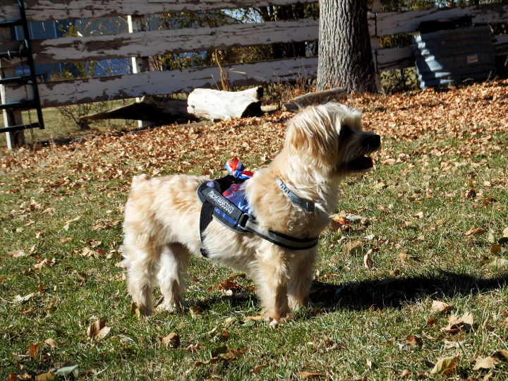 Macy enjoyed her time with the pack.