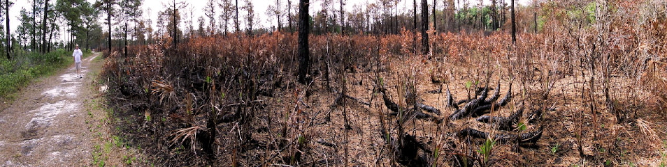The aftermath of a lightning induced wild fire.