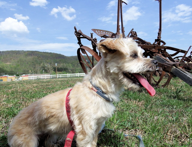 Macy at the Comfort Inn farm tool display.