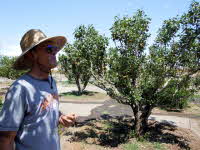 Bartlett Pears. Grown in the high desert. A picture to prove it.