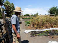 Many different crops for the inn's resturant to use.