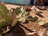 Macy is looking for lizards, crickets, trouble.